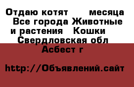 Отдаю котят. 1,5 месяца - Все города Животные и растения » Кошки   . Свердловская обл.,Асбест г.